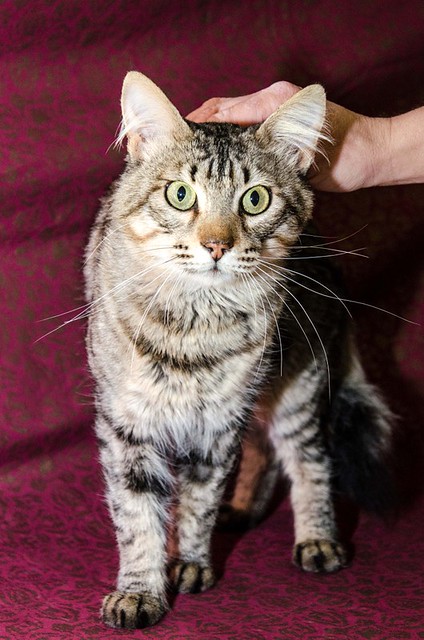 Romeo, gato pardo muy guapo y bueno pelo semilargo esterilizado, nacido en Marzo´15, en adopción. Valencia. ADOPTADO.  25498423508_945f633321_z