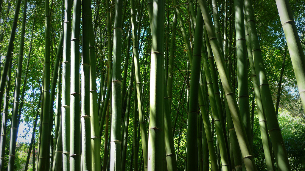 竹子侵入森林日本除「竹害」賺綠金！ | 環境資訊中心
