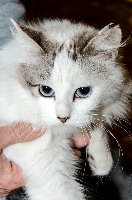 Marilyn, gatita Cruce Van Turco de ojos azules esterilizada, nacida en Julio´17, en adopción. Valencia. ADOPTADA. 40423508802_5cc4f74d84_z
