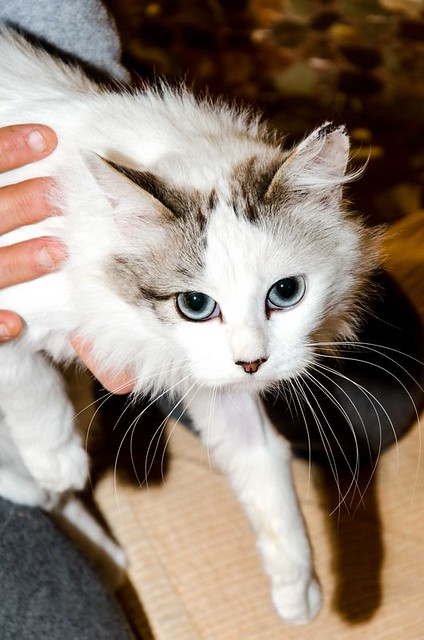 Marilyn, gatita Cruce Van Turco de ojos azules esterilizada, nacida en Julio´17, en adopción. Valencia. ADOPTADA. 40423507682_e08162d029_z