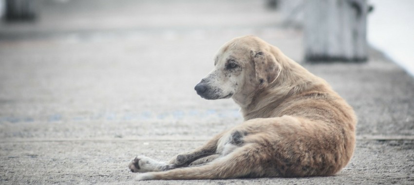 Perros abandonados en Mosquera aumentan su sobrepoblación