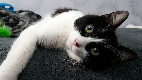 Oskar, gatito blanquinegro muy guapo extrovertido y dulce esterilizado nacido en Agosto´17, en adopción. Valencia. ADOPTADO.  25228956237_8af907a511