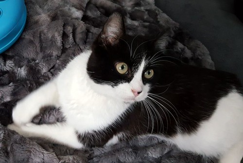 Oskar, gatito blanquinegro muy guapo extrovertido y dulce esterilizado nacido en Agosto´17, en adopción. Valencia. ADOPTADO.  39201747105_1aaf612e13