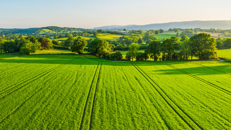 Aerial view over healthy green summer crops