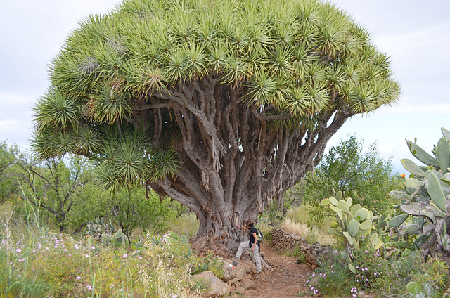 Drago tree, La Palma