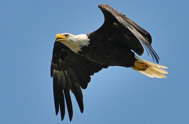 6 Most Likely Places To Spot Bald Eagles In Virginia State Parks Blogs,Leftover Tri Tip Recipes