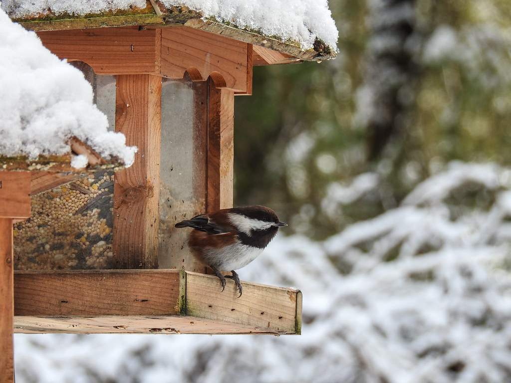 Image result for birds at winter feeder