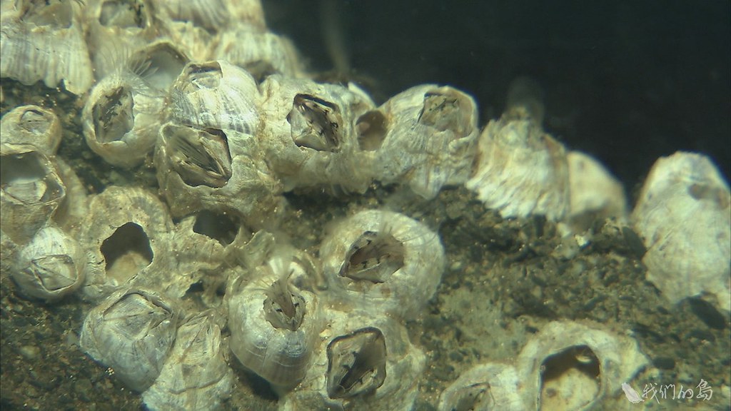 944-1-38余倖霈用三種不同尺寸微塑膠，配成不同濃度餵食藤壺幼體，這跟牠們會攝食的藻類尺寸相當。