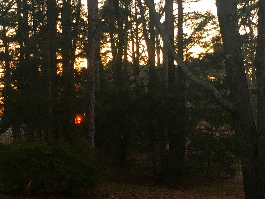 Setting sun, seen through our trees and others beyond, west-central Arkansas, March 2, 2018