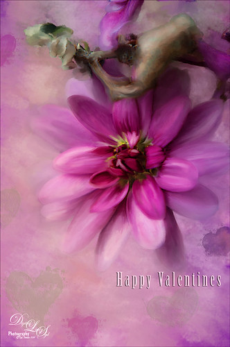 Image of a pink dahlia for Valentines Day