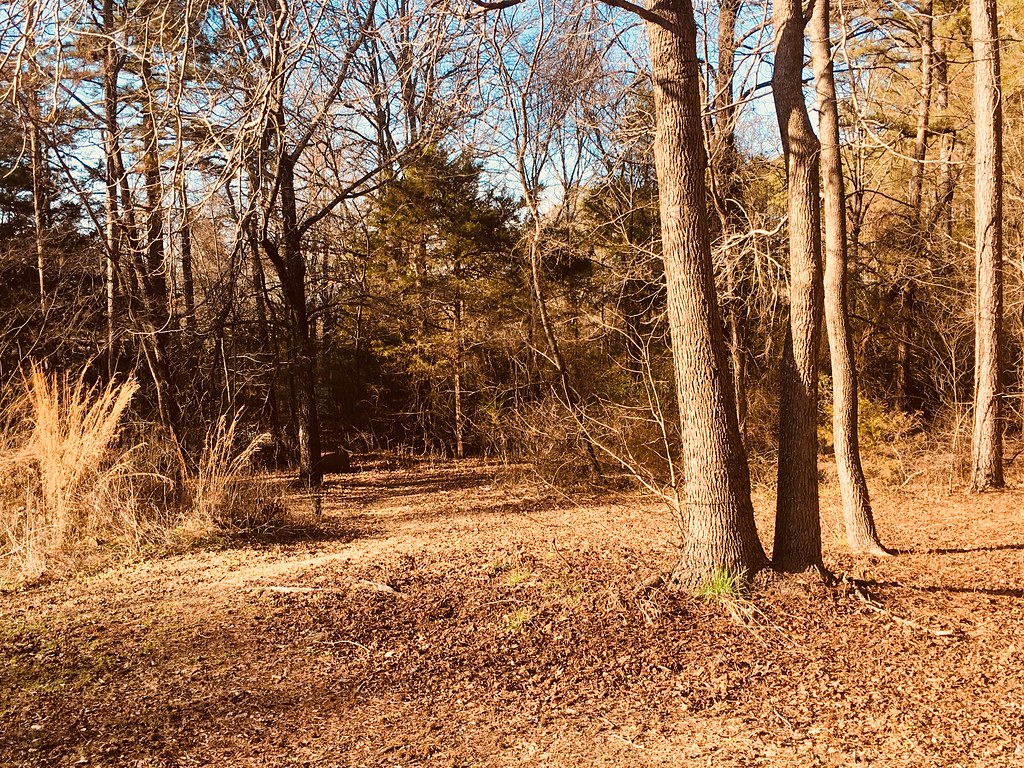 Sun drenched woods behind our house in west-central Arkansas, March 1, 2018 (Apple iPhone 6s)