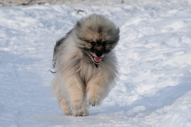 dog-facts-keeshond