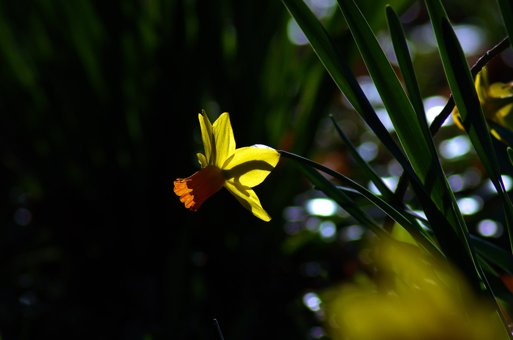 Backlit narcissus blossom (Jetfire Dwarf Daffodil), west-central Arkansas, March 7, 2018 (Pentax Pentax K-3 II )