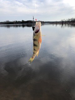 Photo of yellow perch on the line