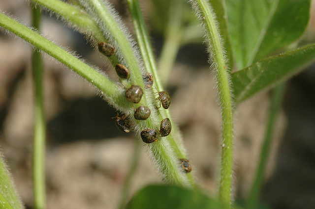 Kudzu bugs on a soybean plant