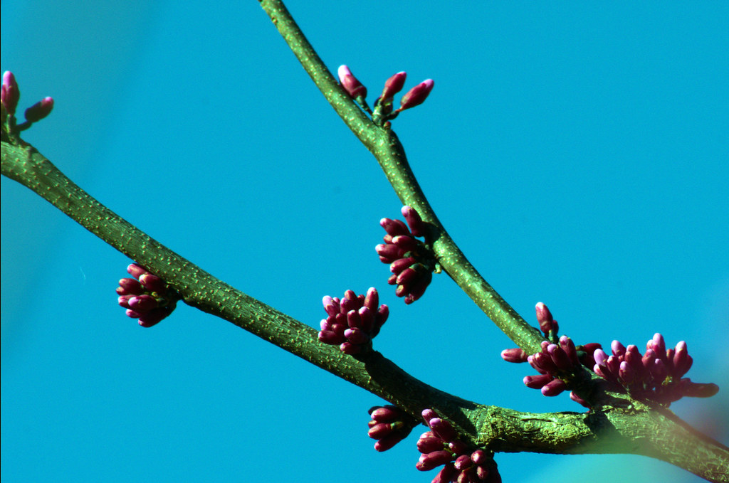 Developing blossoms on a redbud tree, west-central Arkansas, March 13, 2018 (Pentax K-3 II)