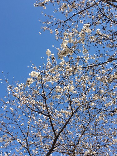 桜が咲いてます 2018.3.17