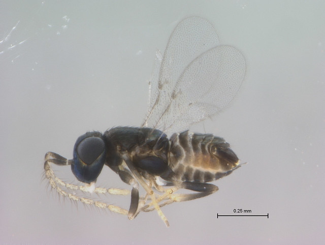A tiny wasp called Ooencyrtus nezarae