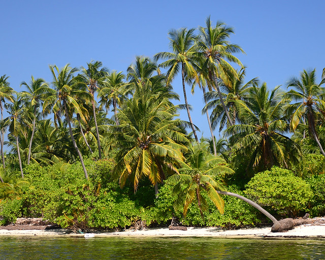 Palmeras sobre el agua en una de las mejores islas de Maldivas