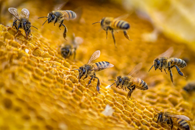 Honeybees, Bees, Hive, Macro