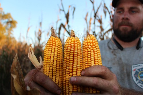 North Carolina farmer Russell Hedrick holding corn