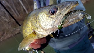 Photo of a walleye, up close