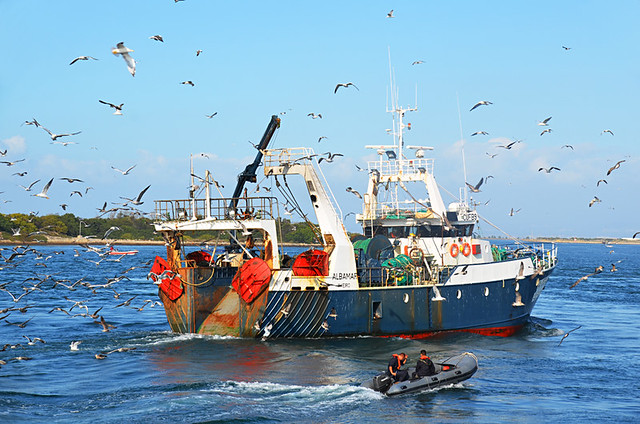 Seagulls and trawler, Costa Nova, Portugal