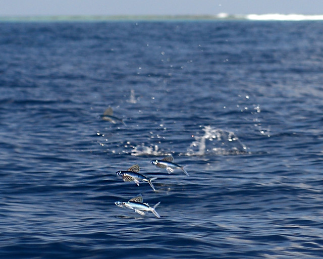 Peces voladores en Maldivas