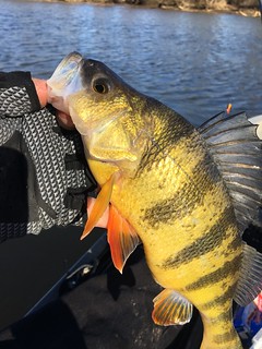 Photo of a nice yellow perch