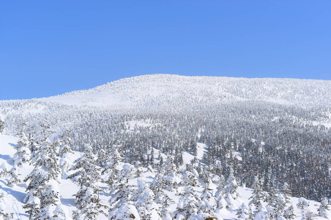 樹氷が立ち並ぶ冬の西吾妻山