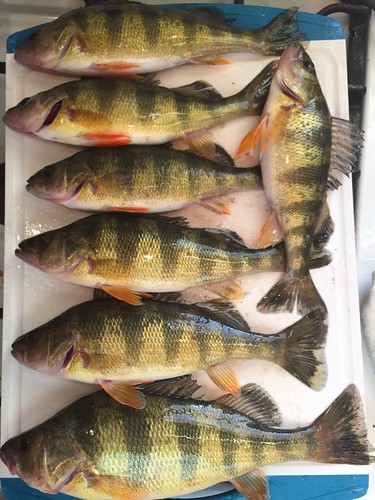 Photo of A nice catch of large yellow perch.