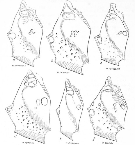 ink illustration of 6 abstract shapes, mesopleura, that represent different species. The differences between them, especially the three in the top row, are whether the shapes have more or less wrinkles or circular depressions