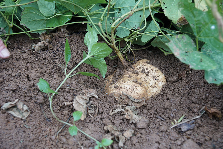 造訪田區時，豆薯已經差不多進入供應尾聲，田區裡目前留下長得好的豆薯，是準備留種來年種植的。