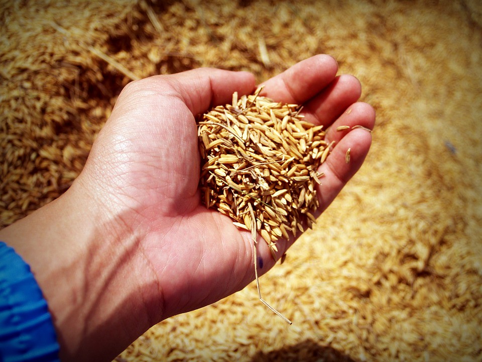 有些重金屬水稻並不會吸收，或吸收之後會先枯萎死掉，不會流入市場被民眾吃到。