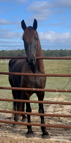 Faith, a 10-year-old Friesian mare