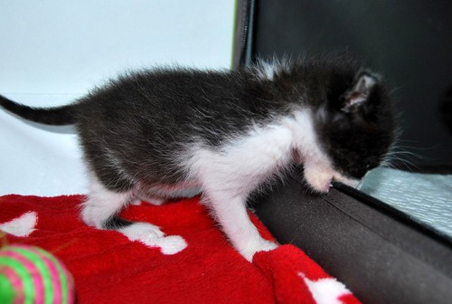 Hugo, gatito blanquinegro adorable nacido en Octubre´18, en adopción. Valencia. ADOPTADO. 43969910460_aed4bb1874