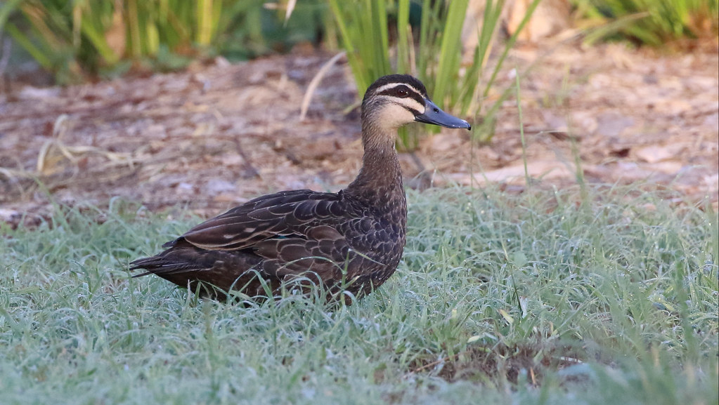 Abundant breeding resident in freshwater habitats. Records all throughout the year with no clear pattern, although some variation in abundance across the previous decade. Not of conservation concern, although some minor threats to the population both in Brisbane and across range. Photo by Richard Fuller, Mookin-Bah Reserve, 7 Feb 2018. 