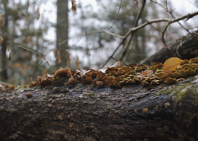 Fungi at Caledon State Park