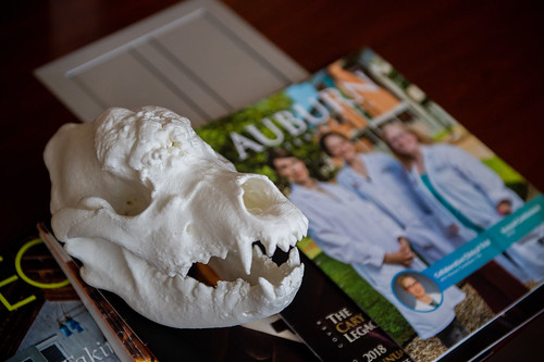 3-D model of Scooby’s skull