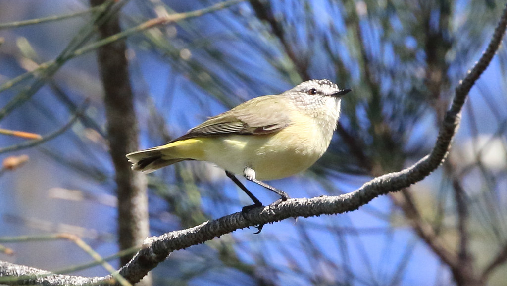 Patchy distribution within the Brisbane region, with only a handful of regular sites but many more locations where the species has occurred, often only as one-off records. While probably not of major conservation concern in Brisbane, it is worth monitoring for signs of population decline or reduction in distribution. Photo by Richard Fuller, Priors Pocket, 17 Jun 2018