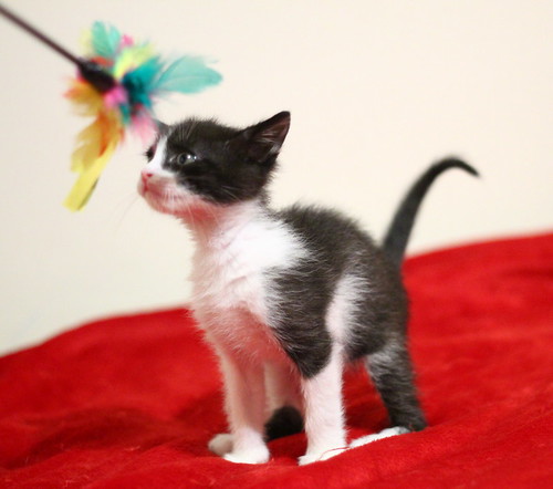 Hugo, gatito blanquinegro adorable nacido en Octubre´18, en adopción. Valencia. ADOPTADO. 45218404164_fd543be66c