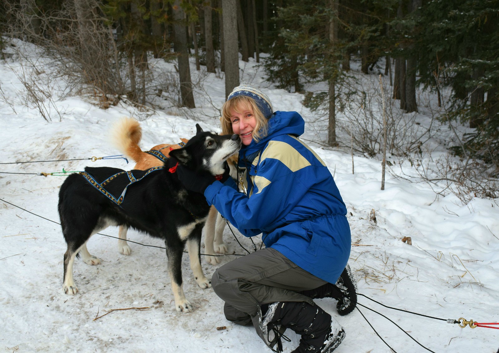 Dog sledding in Alberta What You Need to Know