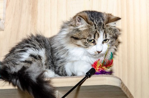 Potter, gato blanquipardo cruce con persa esterilizado, nacido en Julio´18, en adopción. Valencia. ADOPTADO. 46249801291_c6469954b6