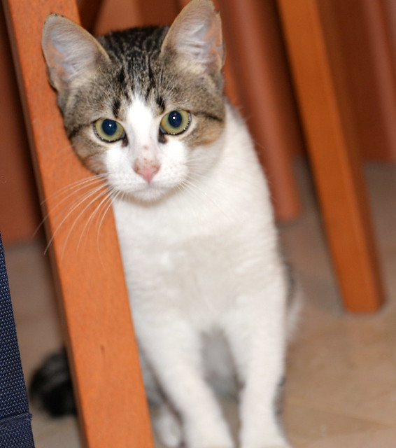 Alfred, gatito blanquipardo de ojos verdes nacido en Junio´18, en adopción. Valencia. ADOPTADO. 31003792047_f9cd5b1686_z