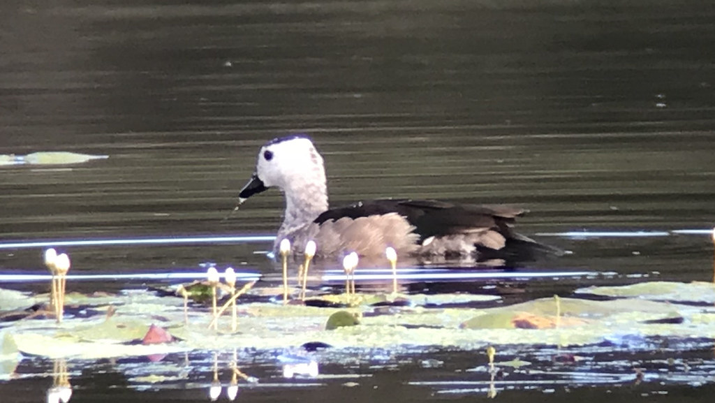 Rare visitor to wetlands across the city in winter. Occurrence fluctuates year-to-year, and presence may be associated with wider climactic conditions. Not of significant conservation, and Brisbane's birds only a fraction of the total Australian population.