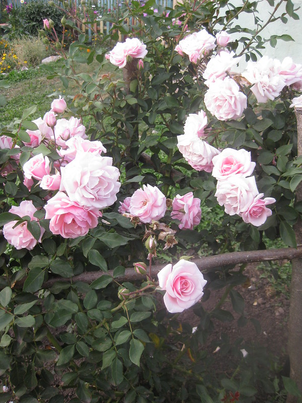 Цветы розы