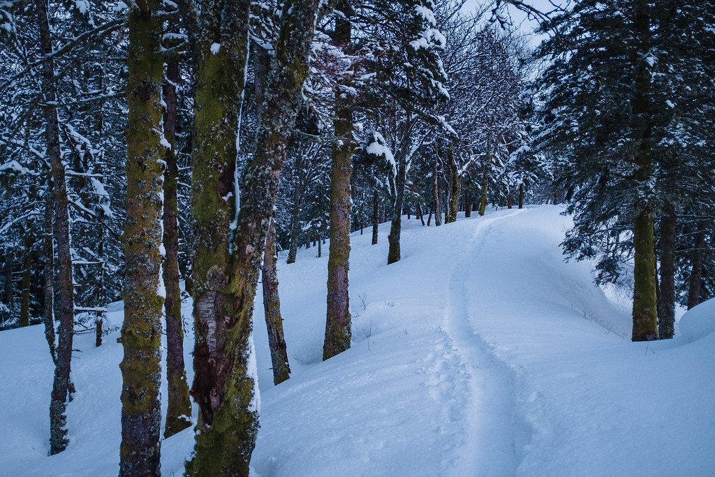 winter trail through the woods
