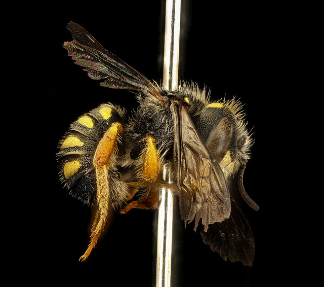 A bee on a pin