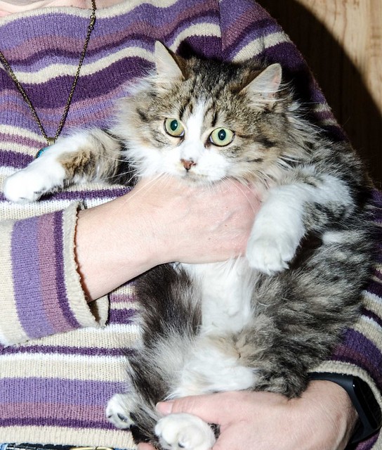 Potter, gato blanquipardo cruce con persa esterilizado, nacido en Julio´18, en adopción. Valencia. ADOPTADO. 46249797961_2e77ce0873_z