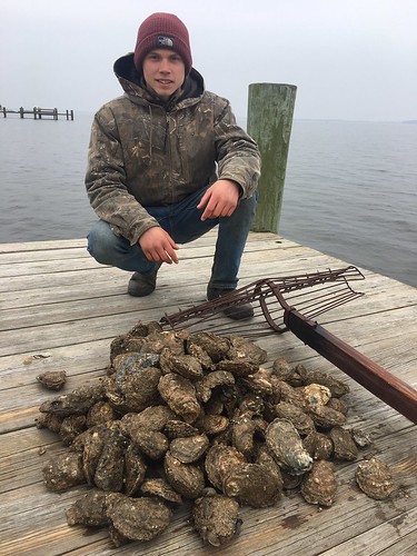 Photo of A catch of hand-tonged oysters on the deck